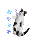 SuzukiFamilyのアイドル達（個別スタンプ：3）