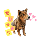 SuzukiFamilyのアイドル達（個別スタンプ：5）