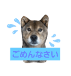 SuzukiFamilyのアイドル達（個別スタンプ：6）
