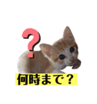 ネコのミルちゃん（個別スタンプ：1）