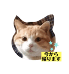 ネコのミルちゃん（個別スタンプ：2）
