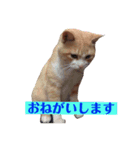 ネコのミルちゃん（個別スタンプ：4）