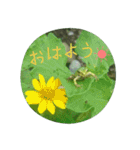 かえるパラダイス（個別スタンプ：1）