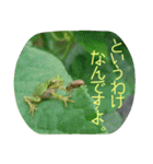 かえるパラダイス（個別スタンプ：8）
