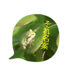 かえるパラダイス（個別スタンプ：11）