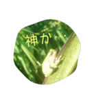 かえるパラダイス（個別スタンプ：14）