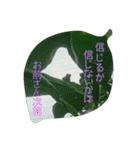 かえるパラダイス（個別スタンプ：16）
