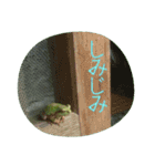 かえるパラダイス（個別スタンプ：17）