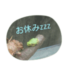 かえるパラダイス（個別スタンプ：23）