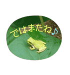 かえるパラダイス（個別スタンプ：24）