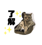 runa roi boss neko（個別スタンプ：1）