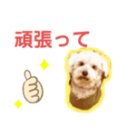 runa roi boss neko（個別スタンプ：4）
