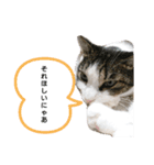ネコスタ2（個別スタンプ：1）