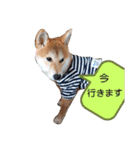 やんちゃボーイ あべのりょう（個別スタンプ：15）