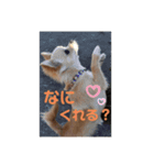 チワワのヒメたん❤️（個別スタンプ：4）