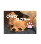 チワワのヒメたん❤️（個別スタンプ：5）