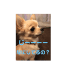 チワワのヒメたん❤️（個別スタンプ：6）