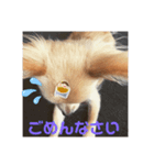 チワワのヒメたん❤️（個別スタンプ：7）