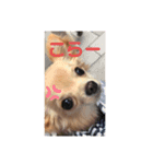 チワワのヒメたん❤️（個別スタンプ：8）