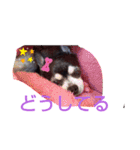 我が家の愛犬  アンジーとトム  06（個別スタンプ：3）