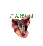 我が家の愛犬  アンジーとトム  06（個別スタンプ：4）