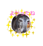 我が家の愛犬  アンジーとトム  06（個別スタンプ：6）