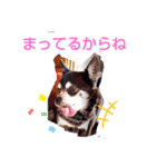 我が家の愛犬  アンジーとトム  06（個別スタンプ：7）