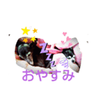 我が家の愛犬  アンジーとトム  06（個別スタンプ：8）