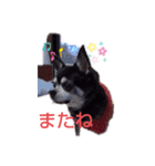 我が家の愛犬  アンジーとトム  06（個別スタンプ：9）