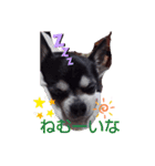 我が家の愛犬  アンジーとトム  06（個別スタンプ：10）