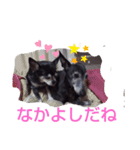 我が家の愛犬  アンジーとトム  06（個別スタンプ：11）
