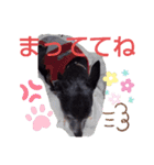 我が家の愛犬  アンジーとトム  06（個別スタンプ：13）