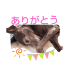 我が家の愛犬  アンジーとトム  06（個別スタンプ：14）