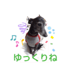 我が家の愛犬  アンジーとトム  06（個別スタンプ：15）