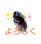 我が家の愛犬  アンジーとトム  06（個別スタンプ：16）