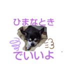 我が家の愛犬  アンジーとトム  06（個別スタンプ：17）