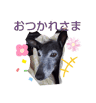 我が家の愛犬  アンジーとトム  06（個別スタンプ：18）
