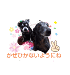 我が家の愛犬  アンジーとトム  06（個別スタンプ：19）