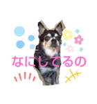 我が家の愛犬  アンジーとトム  06（個別スタンプ：21）