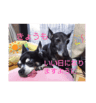 我が家の愛犬  アンジーとトム  06（個別スタンプ：22）
