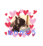 我が家の愛犬  アンジーとトム  06（個別スタンプ：24）