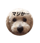 ・・・笑（個別スタンプ：1）