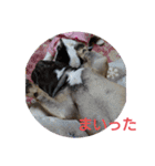 ぶんと友達（個別スタンプ：8）