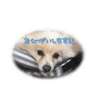 ポメラニアンのシロ2（個別スタンプ：14）
