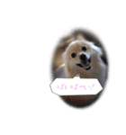 ポメラニアンのシロ2（個別スタンプ：34）