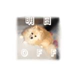 ポメラニアンのシロ2（個別スタンプ：36）