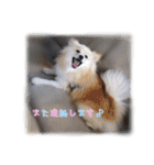 ポメラニアンのシロ2（個別スタンプ：38）