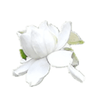 Flower2  クチナシ（個別スタンプ：2）