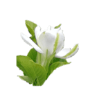 Flower2  クチナシ（個別スタンプ：3）