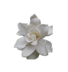 Flower2  クチナシ（個別スタンプ：4）